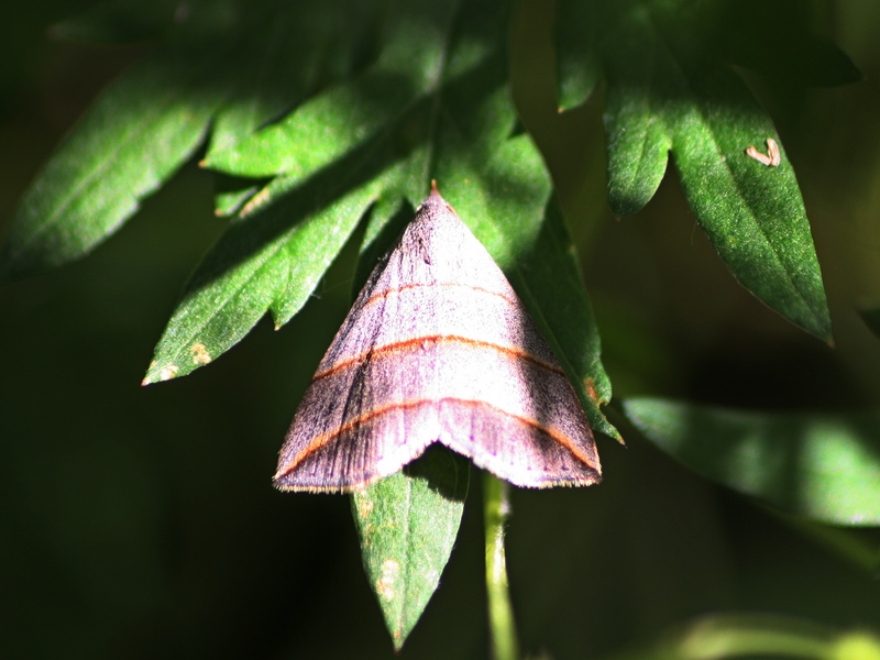 Hypena sp.? - No, Colobochyla salicalis